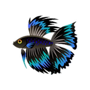 Aqua Blackfin Betta